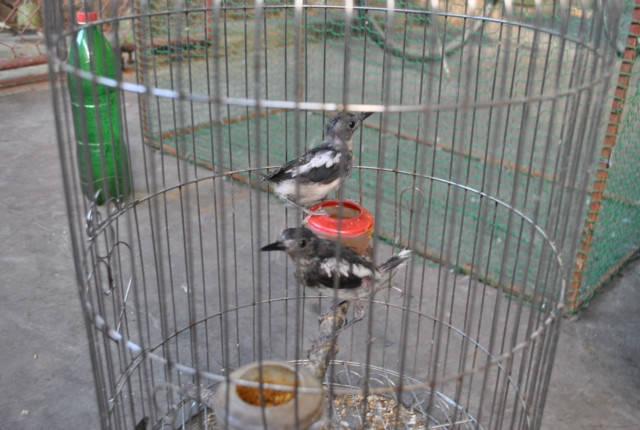 Khách mua chim chủ yếu đến từ các tỉnh Bắc Ninh, Thái Bình, Hải Phòng, Hà Nội... Mỗi cặp chim non ông Lĩnh bán giá 250.000 đồng. Chim trưởng thành có giá từ vài trăm ngàn đồng đến giá tiền triệu. Thậm chí, có con chim âm tốt, lối tốt được trả đến 40 triệu đồng nhưng ông không bán.