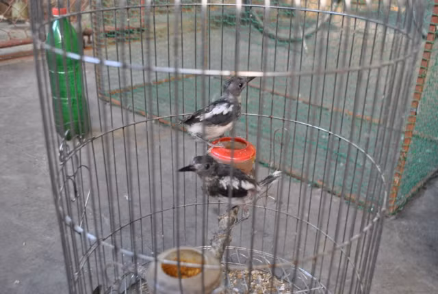 Khách mua chim chủ yếu đến từ các tỉnh Bắc Ninh, Thái Bình, Hải Phòng, Hà Nội... Mỗi cặp chim non ông Lĩnh bán giá 250.000 đồng. Chim trưởng thành có giá từ vài trăm ngàn đồng đến giá tiền triệu. Thậm chí, có con chim âm tốt, lối tốt được trả đến 40 triệu đồng nhưng ông không bán.