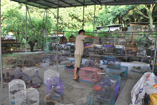 Chim cu gáy có thể sinh sản hầu như quanh năm, trừ một số tháng mùa đông rét mướt. Chuồng chim đẻ mỗi ô 2 con trống, 1 con mái, trứng chim ấp khoảng 2 tuần thì nở. Đây là loài chim hoang dã nên dễ chăm, thức ăn đa dạng như thóc, ngô... và khả năng kháng bệnh tốt.