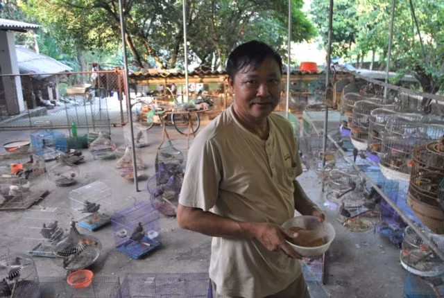 Luyen chim cu gay canh: Tu thanh thoi nuoi choi den thu tien that