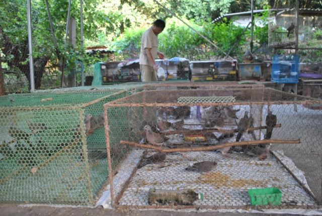 Sau này, rừng bị thu hẹp diện tích cùng với sự săn bắt quá mức của con người khiến chim cu gáy dần trở nên khan hiếm. Năm 2000, ông Lĩnh bắt đầu nuôi chim cu gáy sinh sản, cung cấp cho những người có chung đam mê với mình để bảo tồn loài chim quý. "Thi thoảng tôi mua chim cu gáy không may mắc bẫy của những đứa trẻ chăn trong làng mang về chăm sóc, cho chúng làm tổ ngay trong vườn để thưởng thức thứ âm thanh bình dị", ông Lĩnh kể lại.