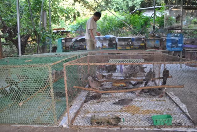 Sau này, rừng bị thu hẹp diện tích cùng với sự săn bắt quá mức của con người khiến chim cu gáy dần trở nên khan hiếm. Năm 2000, ông Lĩnh bắt đầu nuôi chim cu gáy sinh sản, cung cấp cho những người có chung đam mê với mình để bảo tồn loài chim quý. "Thi thoảng tôi mua chim cu gáy không may mắc bẫy của những đứa trẻ chăn trong làng mang về chăm sóc, cho chúng làm tổ ngay trong vườn để thưởng thức thứ âm thanh bình dị", ông Lĩnh kể lại.