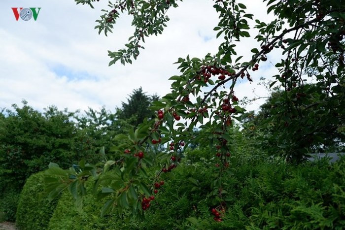 Trong khi cherry là loại quả "sang chảnh" ở Việt Nam, tại nhiều nước châu Âu, cherry đang vào mùa và có giá chỉ khoảng 4-5 Euro/kg, tương đương 110.000 - 135.000 đồng/kg.