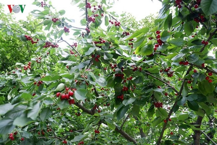 Cherry thường chín rộ trong 1-2 tuần nên nhiều gia đình không kịp thu hoạch mà để rụng.