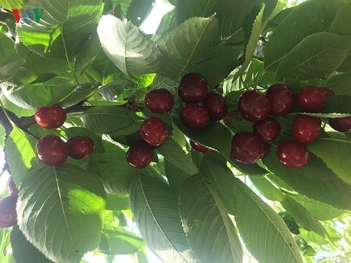 Khách chỉ phải trả tiền vé vào cổng từ 3 - 3,5 Euro (tương đương 80.000 - 95.000 đồng) là có thể ăn thỏa thích những quả anh đào chín mọng từ trên cây. Nếu muốn hái mang về, giá anh đào khoảng 5 Euro/kg.