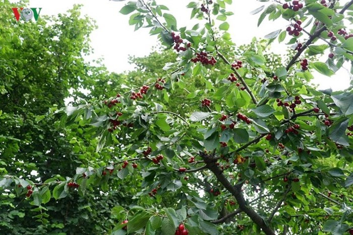 Từ giữa tháng 6 đến cuối tháng 7 là thời gian thu hoạch quả anh đào. Ở Đức có rất nhiều vườn trồng anh đào mở cửa cho khách vào tự hái.