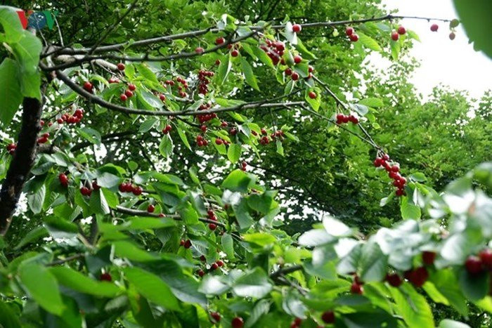 Cherry còn gọi là cây anh đào Mỹ, cây sơ ri, kim đồng nam. Đây là loại cây có nguồn gốc từ Châu Âu, có tên khoa học là Prunus pseudocerasus. Quả cherry mọc thành chùm trên cuống dài. Khi còn non quả có màu xanh, khi chín chuyển màu vàng, đỏ tươi, hoặc đen tuyền. Quả cherry được mệnh danh là loại quả kim cương dành cho sức khỏe bởi chất dinh dưỡng dồi dào có trong quả nên được ưa chuộng và được trồng nhiều nhất tại châu Âu.