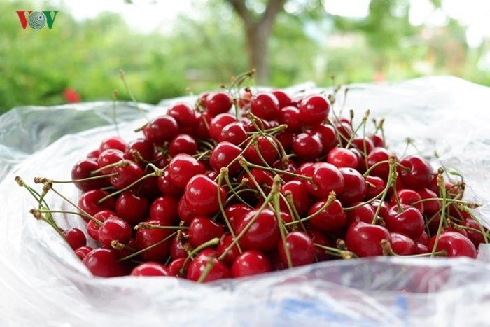 Mấy năm gần đây, cherry được nhiều thực khách ở Việt Nam ưa chuộng, tìm mua, bởi vị ngon và có nhiều công dụng tốt cho sức khỏe. Cherry được bán tại các cửa hàng hoa quả ở Hà Nội, TP HCM với giá dao động từ 350.000 - 1.000.000 đồng/kg (tùy thời điểm). Cây cherry thuộc loại cây thân gỗ, tạo bóng mát, có chiều cao đạt tới 10 m, trung bình 3-7 m. Giá quả cherry ở Việt Nam tương đối đắt và không phải dễ mua được cherry tươi quanh năm do đây là loại trái cây nhập khẩu.
