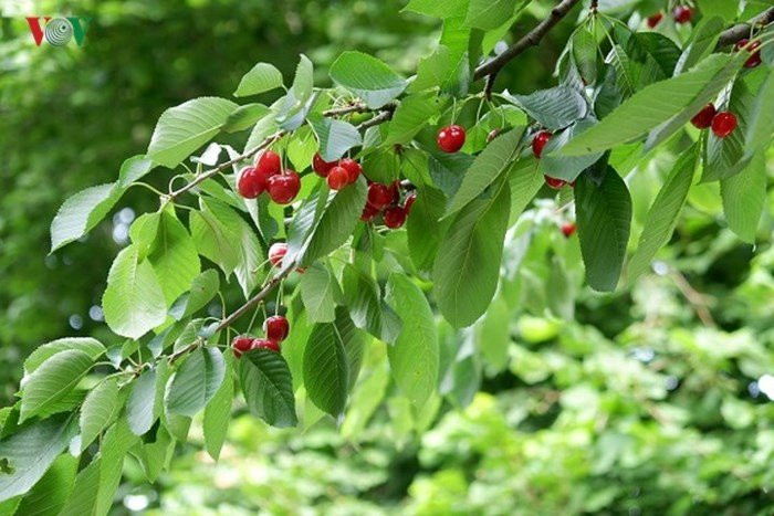 Những cành cherry sai trĩu quả. Cây cherry được trồng dọc 2 bên đường đi, khách đi đường có thể dừng chân xuống hái thỏa thích.