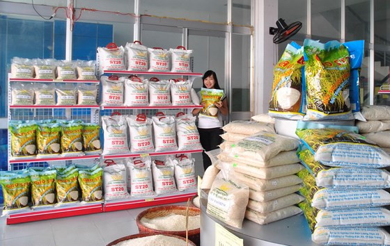 Các dòng gạo thơm ST của Sóc Trăng đang được thị trường trong và ngoài nước ưa chuộng.