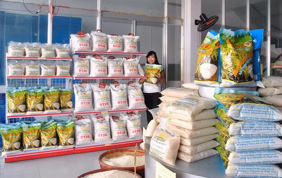 Các dòng gạo thơm ST của Sóc Trăng đang được thị trường trong và ngoài nước ưa chuộng.