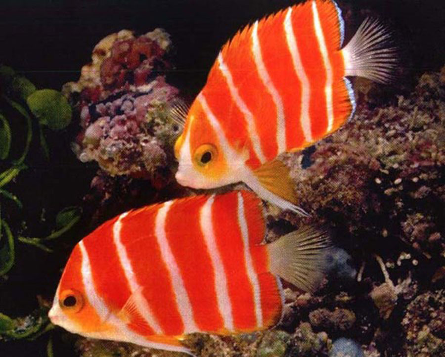 Dai gia Viet san ca do hon ty dong cau may-Hinh-2