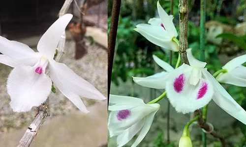 Hoa của giỏ hoa lan phi điệp đột biến (trái) với hoa của hoa lan phi điệp thông thường (phải). (Ảnh: V.T)