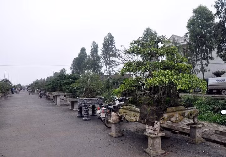 Ngoài làng nghề gỗ thủ công mỹ nghệ truyền thống, Hải Minh còn nổi tiếng với làng nghề cây cảnh mang lại thu nhập tiền tỷ cho nhiều gia đình. (Ảnh: mynghehaiminh)./.