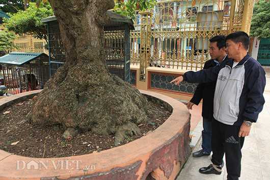 Theo nhận định của một người chơi cây, cây lộc vừng cổ thì nhiều nhưng để có một gốc khối nu khổng lồ như vậy chắc không có, không có cây thứ hai ở Việt Nam. "Cũng là một bệ rễ nhưng bệ rễ của "cụ" lộc vừng này gắn liền với phần nu như thế này quả thực rất hiếm có. Có người đã trả 7 tỷ đồng nhưng tôi không bán", anh Toàn cho biết.