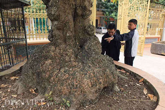 Cây cao khoảng hơn 5m nhưng điểm đặc biệt của cây lộc vùng này khác với những cây lộc vừng khác là phần gốc cây to bất thường.