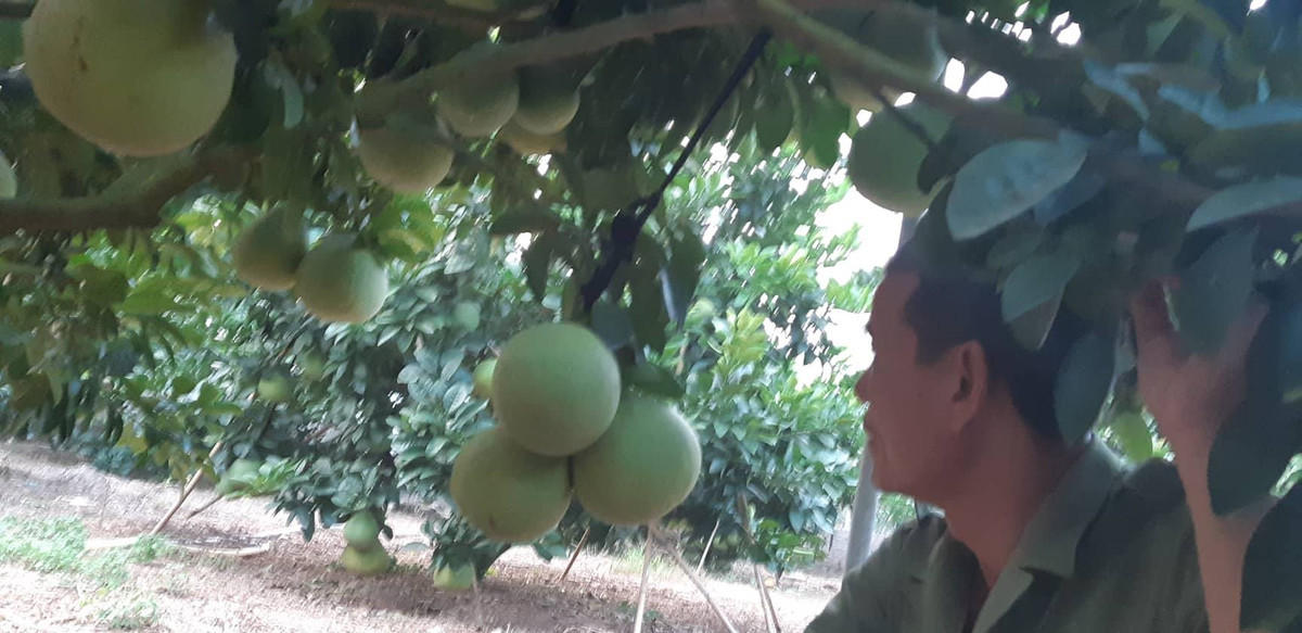 Vườn bưởi mới bước vào năm thứ tư mà có cây đã cho thu hoạch 200 quả.