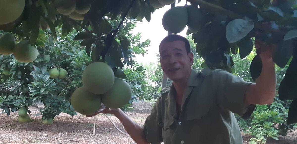 Vườn bưởi đỏ Tân Lạc sai trĩu quả của vợ chồng anh Nguyễn Anh.