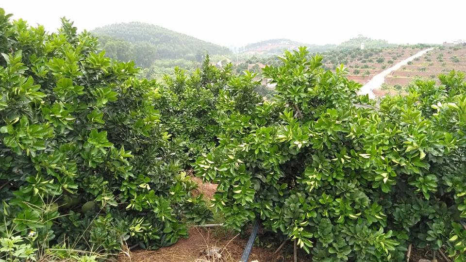 Vườn bưởi đỏ Tân Lạc của anh Nguyễn Anh được trồng trên vùng đất đồi của xã Đồng Lạc, huyện Yên Thế, tỉnh Bắc Giang.