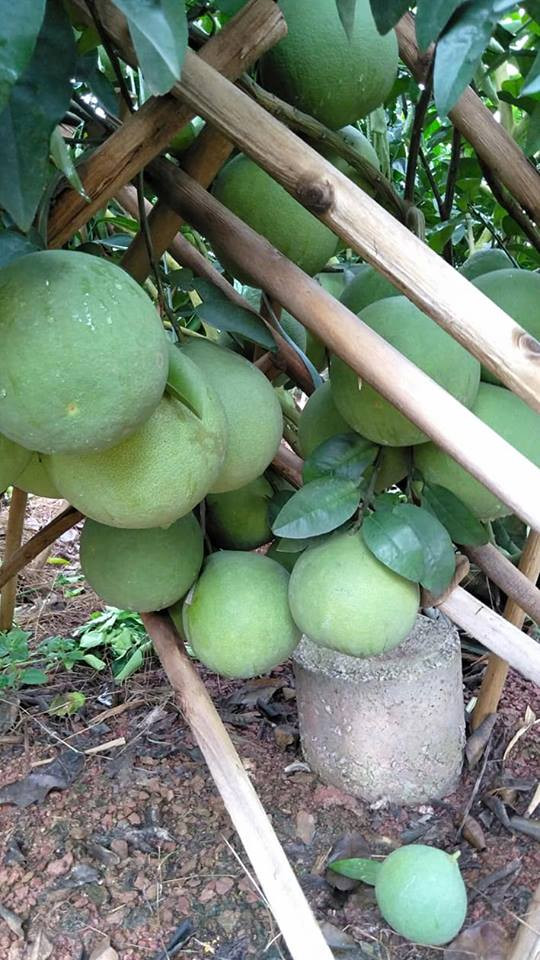 Giống bưởi đỏ Tân Lạc rất sai quả, gia chủ phải dùng rất nhiều các loại chống khác nhau để giữ cành không bị gãy.