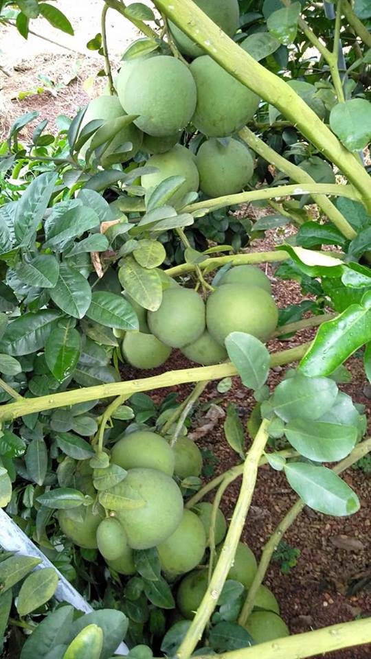 Từng chùm bưởi sai trĩu cành.