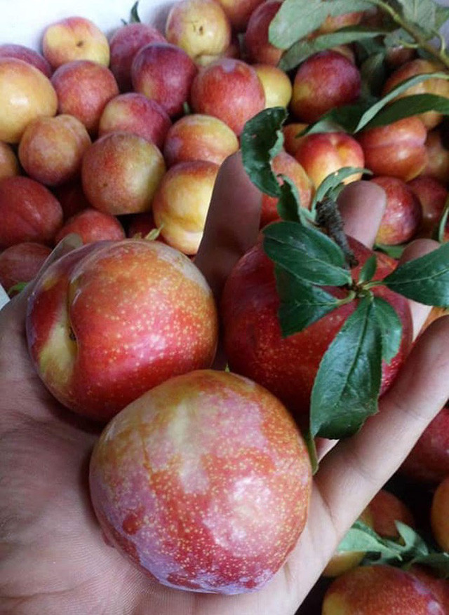 Mận hồng Trung Quốc nhìn qua khá giống với mận hậu của Việt Nam lúc bắt đầu chín.