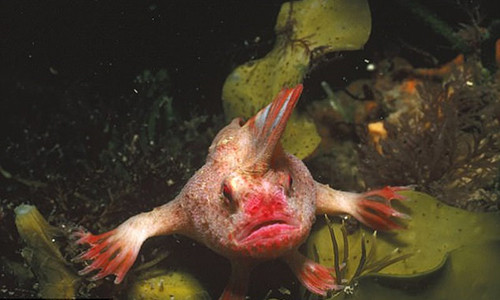 Loài cá này tưởng chừng như sắp tuyệt chủng. Ảnh: GETTING IMAGES