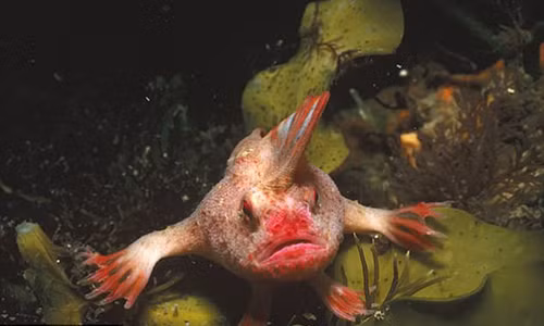 Loài cá này tưởng chừng như sắp tuyệt chủng. Ảnh: GETTING IMAGES