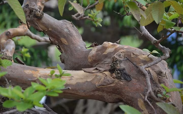 Thân cây đang bong lớp vỏ bên ngoài.