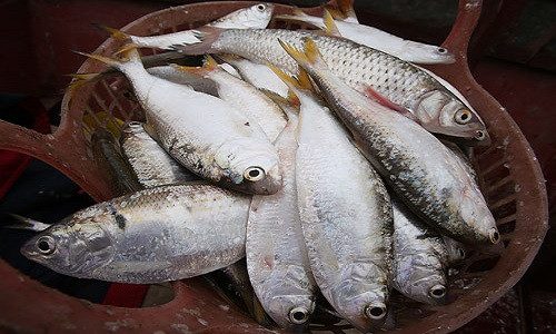 Những con cá đã bơi vào sông thường có vây đỏ hồng, thịt ngon ngọt. Cá mới từ biển vào cửa sông hoặc vẫn ngoài biển thì vẩy và vây màu xanh, thịt có vị hơi hôi.