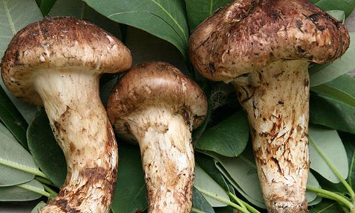 Nha giau Viet dat tien, cho mua loai nam dat nhat the gioi