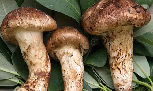 Nha giau Viet dat tien, cho mua loai nam dat nhat the gioi