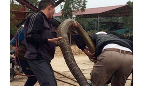 Người dân bắt được rắn "khủng" ở Vĩnh Phúc.