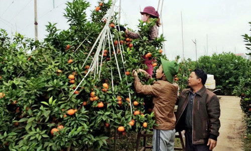 Ông Bùi Đức Long (phố Kép, Hồng Giang, Lục Ngạn, Bắc Giang) hướng dẫn người dân chăm sóc, thu hái cam. Ảnh: V.T