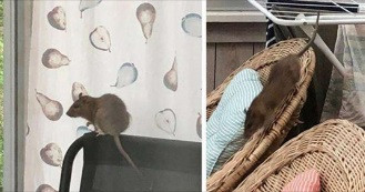 Chuột hoành hành khắp nơi.