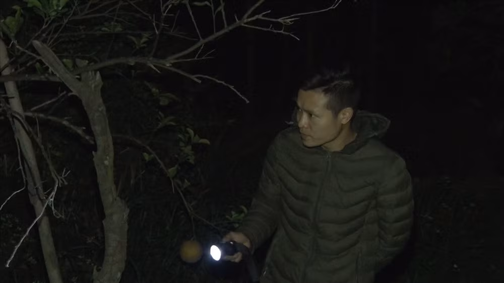 Việc trông giữ vườn bưởi ban đêm rất vất vả.