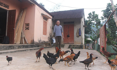 Ông Thuyết nuôi gà chuẩn bị đón Tết.