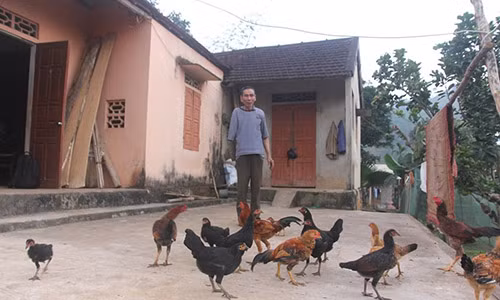 Ông Thuyết nuôi gà chuẩn bị đón Tết.