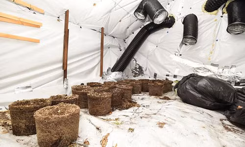 Căn nhà của Tanya bị biến thành trang trại trồng cần sa.