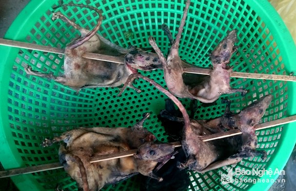 Chuột rừng để nấu canh “ột” được người dân vùng cao ưa chuộng, có giá bán từ 40.000 - 60.000 đồng/con. Ảnh: Hùng Cường