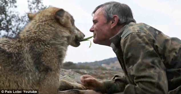 Những con sói thậm chí còn dạy cho ông cách sinh tồn