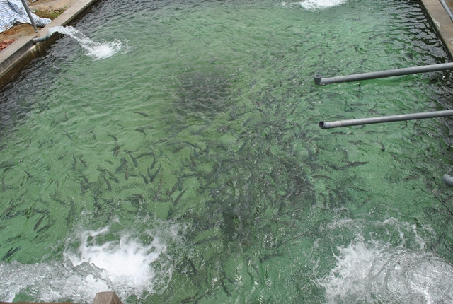 Nguyễn Như Quỳnh cho hay, cá “quý tộc”-cá hồi chỉ sống ở nước trong sạch và phải luôn động, oxy trong nước phải đạt đúng chỉ số cho phép.