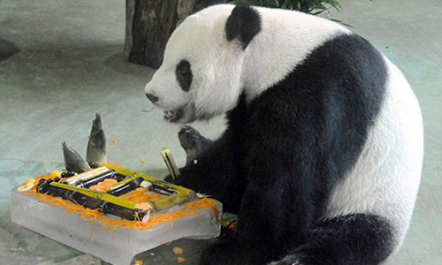 Gau truc gia vo mang bau de duoc song sung tuc