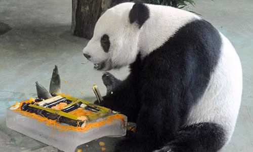 Gau truc gia vo mang bau de duoc song sung tuc