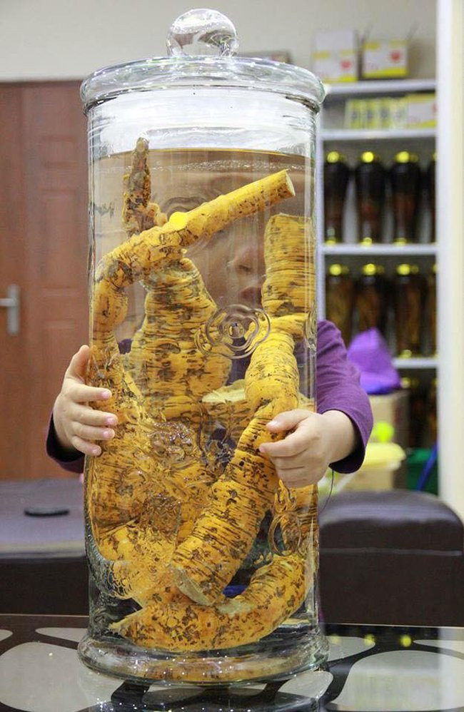 Rất nhiều loại sâm được một đại gia Hà Thành đem về sau đó kỳ công đặt rượu từ một vùng thuộc tỉnh miền núi để ngâm rượu. Điều đặc biệt, các loại sâm anh sưu tầm về đều là sâm Việt Nam, thứ mà giới chơi sâm đánh giá là quý hơn “vàng ròng”.