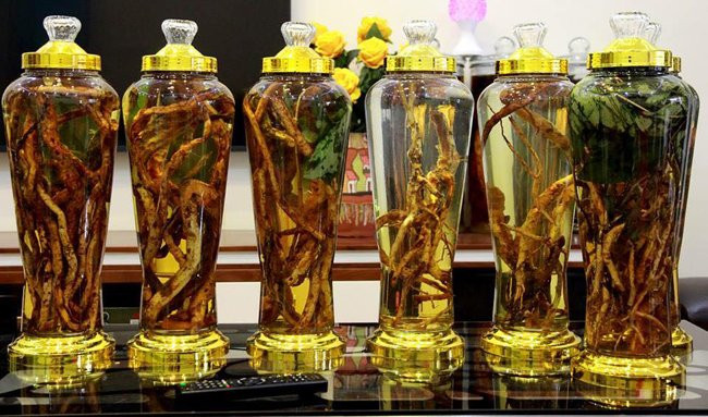 Vừa là thú vui, vừa là để bảo tồn những loài sâm quý, anh Dương đã lăn lộn rất nhiều năm trên khắp các khu rừng, đồi núi. Cứ ở đâu phát hiện ra loài sâm quý, anh đều tìm đến, vừa mua về sử dụng, vừa hướng dẫn người dân địa phương bảo tồn, nhân rộng.