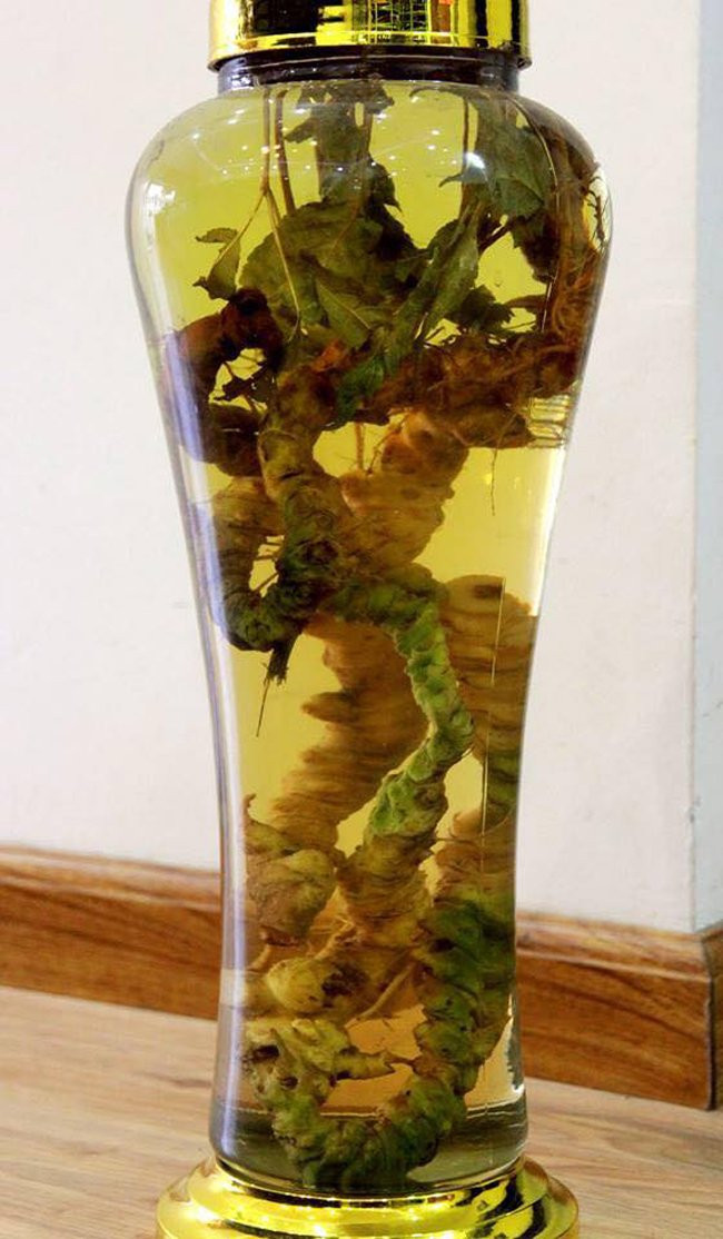 Củ sâm, từ xưa đã được không chỉ thầy thuốc mà cả người dân quý hơn cả “vàng ròng” bởi tinh chất từ sâm bổ dưỡng hơn bất cứ loại thực phẩm nào trên trái đất. Trên thế giới, sâm phổ biến ở các nước như: Hàn Quốc, Triều Tiên, Trung Quốc, Hồng Kông, Bắc Mỹ... Tại Việt Nam sâm Ngọc Linh (Quảng Nam) không thua kém về chất lượng so với sâm của quốc gia nào trên thế giới.