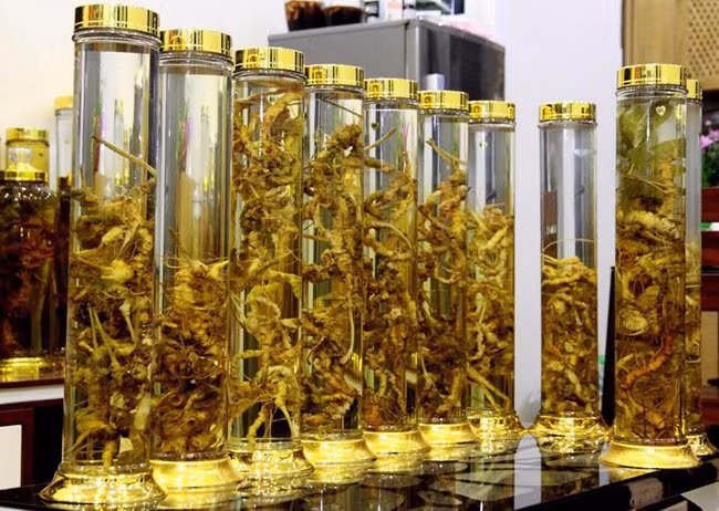 Từ sâm Ngọc Linh của Quảng Nam đến các loài như: Tiết trúc, Đảng sâm, Nhân Sâm, Tam thất bắc...vị đại gia này đều “thửa” cho mình cả một “lố”. “Củ nào đẹp thì giữ lại ngâm rượu chơi chơi vậy thôi. Còn thì biếu người thân, bạn bè”, anh Dương cho biết.