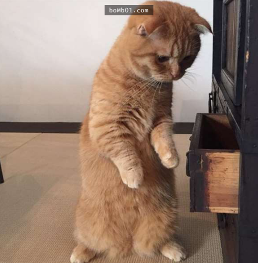 Sau khi thò tay vào ngăn túi rỗng tuếch một hồi lâu, chú mèo ngẩn ngơ ra vì buồn bã... Sau khi thò tay vào ngăn túi rỗng tuếch một hồi lâu, chú mèo ngẩn ngơ ra vì buồn bã...