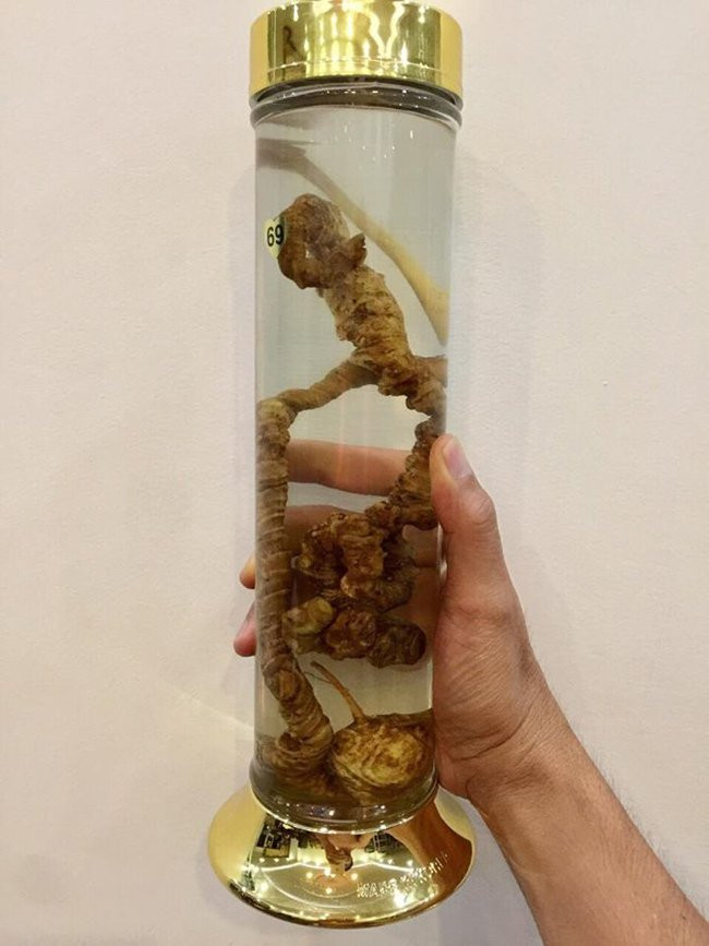 Để nhận biết một củ sâm có tuổi đời bao nhiêu, người chơi sâm thường đếm những đốt trên thân củ sâm. Mỗi đốt tương đương 1 năm tuổi.